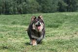 CHIEN FINNOIS DE LAPONIE 159